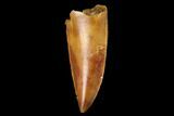 Serrated, Raptor Tooth - Real Dinosaur Tooth #160044-1